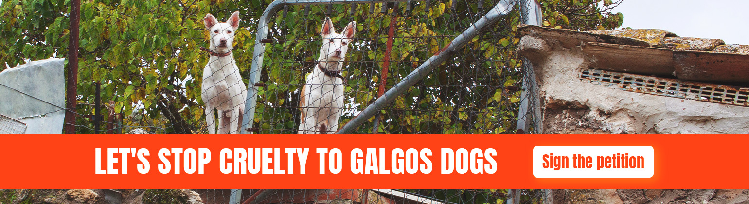 galgos banner.jpg